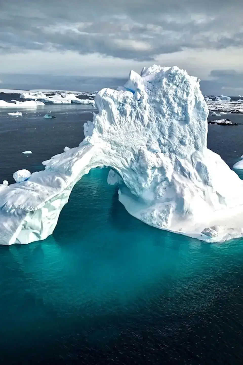 ПЕС-ФРЕНДЛІ СЕАНС «АНТАРКТИДА»